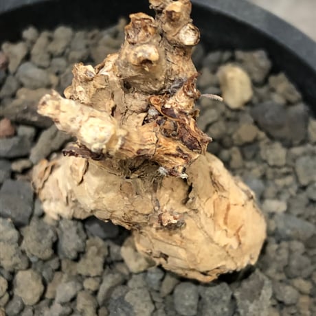 pelargonium  pulverulentum《L size》※現地球株発根済※足元から二股になっており絶妙な樹形バランスが堪らない‼︎※black pot植え
