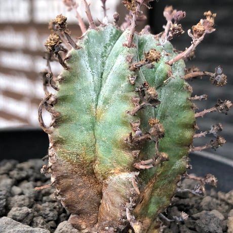 euphorbia horrida alba × valida《大きめS size》※現地球株発根済※両者の良さが相まった現地自然交配による激レア渾身の一株※black bowl pot植え