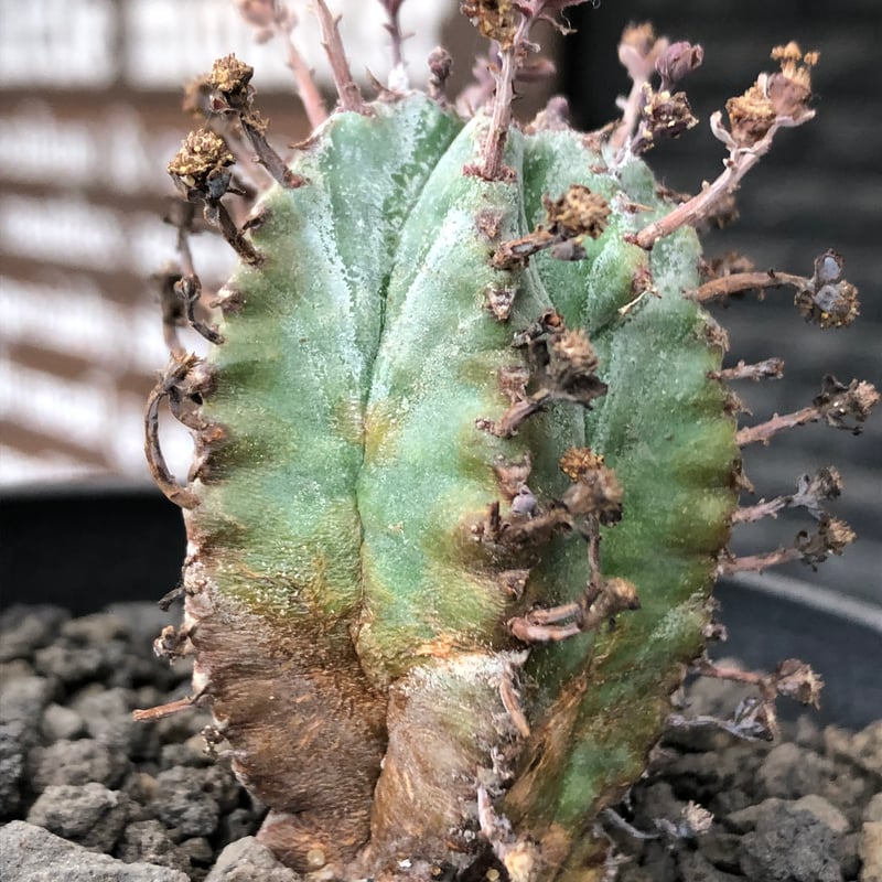 euphorbia horrida alba × valida《大きめS size》※現地球株