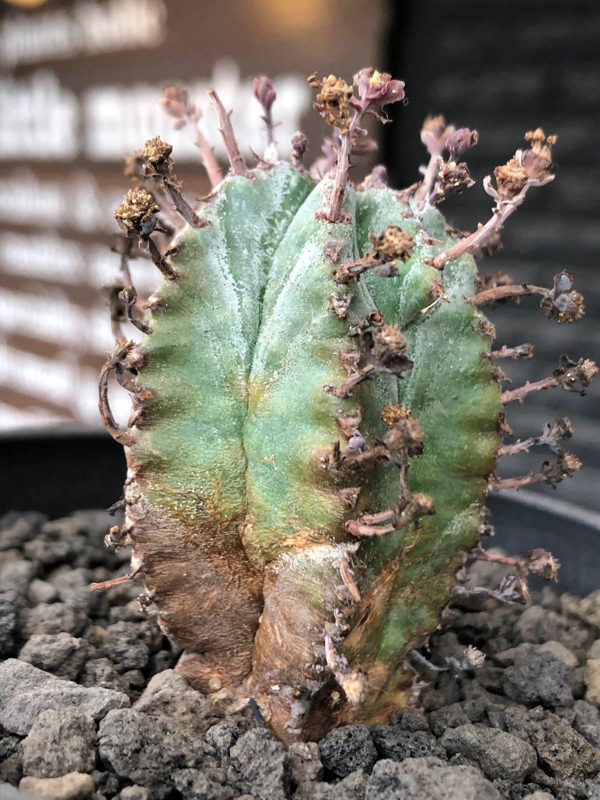 euphorbia horrida alba × valida《大きめS size》※現地球株