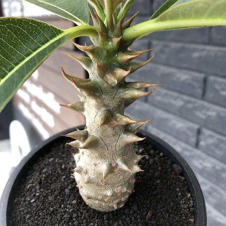 pachypodium  baronii《M size》※激希少‼︎現地球発根後店主国内管理3年株※現地らしい荒いstuds棘に肌質‼︎weight低め極太樹形※mad black pot植え