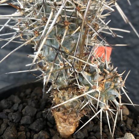 didierea  madagascariensis《M size》Ｗ-he'd株（二分頭）※激希少株※シルバーの棘に覆われたイカした奴　※mad  black  pot植え