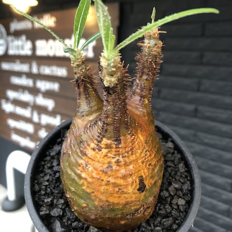 pachypodium gracilius《 M size》希少green & 激しい現地焼け※現地球発根後店主国内管理1年株※2色混在特化した装いが堪らない※mad black bowl pot植え