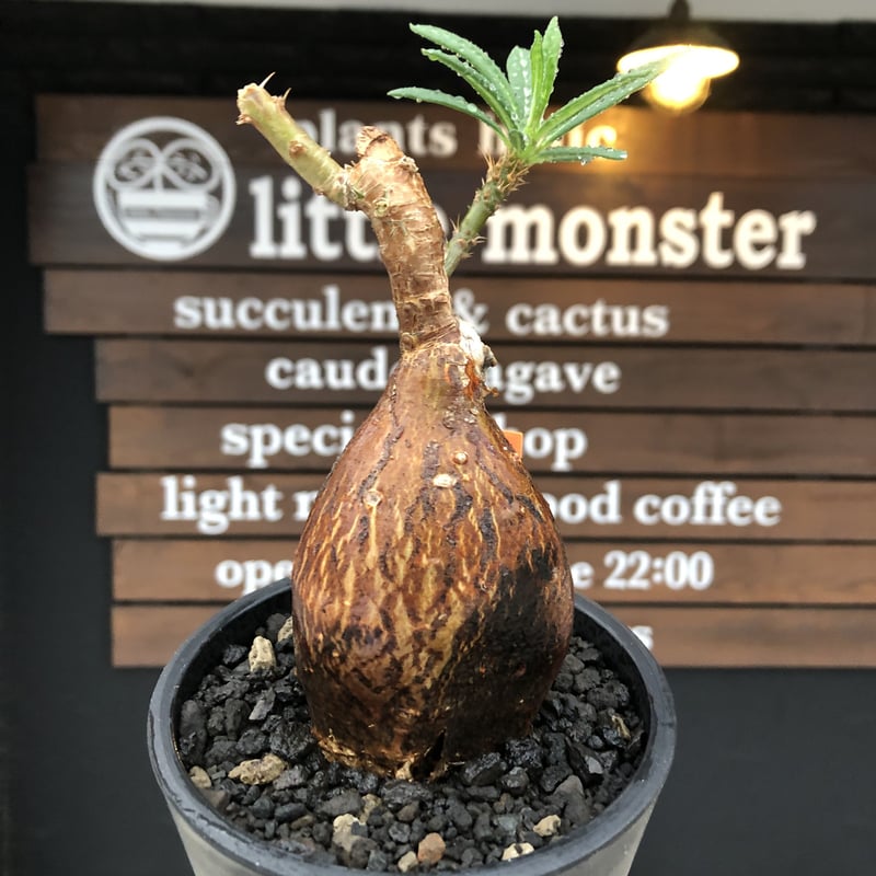 pachypodium succulentum 《M size》※現地球株発根済 pachypodium succulentum 《M size》※現地球株発根済