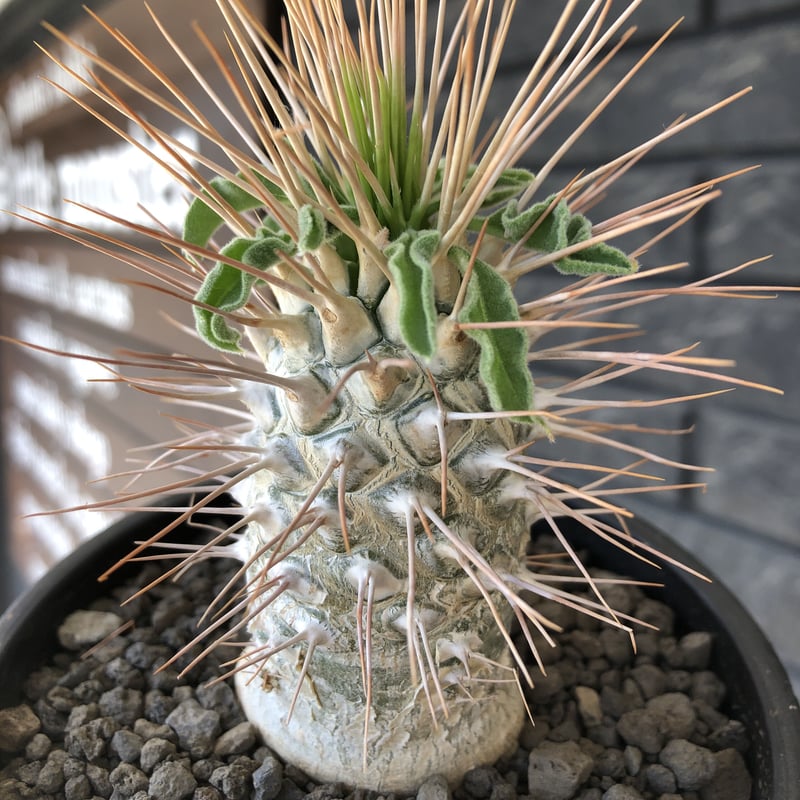 pachypodium namaquanum 光堂《L size》littmon seed🌱
