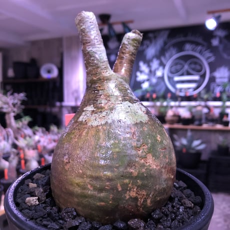 packypodium  gracilius《大きめM size》一部グリーン肌※現地球発根済株※店主国内管理3年株※特化した肌colorにweight低き球体株な装い※mad black pot植え