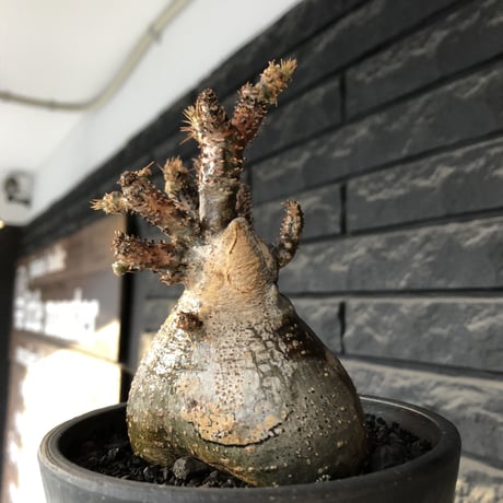 pachypodium gracilius《M size》極‼︎低重心ぼってり樹形※現地球発根後店主国内管理3年株※岩肌に当たり育った傷跡を持つぼってり樹形※mad black pot植え