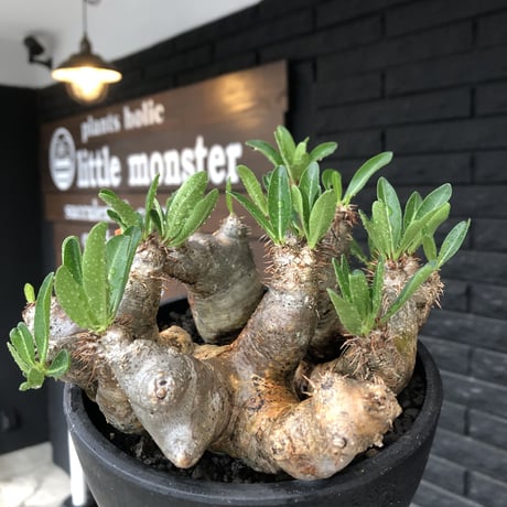 pachypodium brevicalyx《L size》※現地球発根後店主国内管理5年株※枝振り良く全体バランスも良きブレビらしい低重心※mad black bowl pot植え