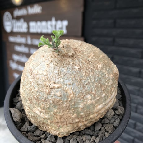 kedrostis africana《L size》※現地球発根後店主国内管理2年株※極美肌球体樹形にギザギザ葉が魅力な美しいの極み的アフリカーナ‼︎※mad black pot植え