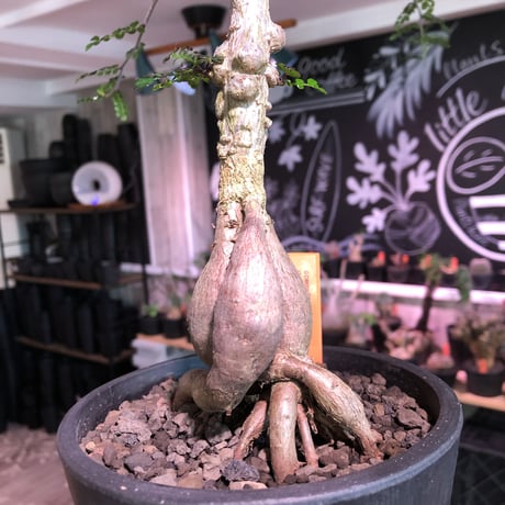 opercullicarya   decaryi  littmon  seed🌱《7年株》※長きに渡り育て管理、幹のボコボコ強きパワータンクもゴツいオススメ株※mad  black  pot植え