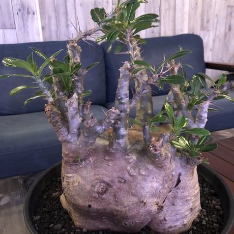 packypodium   saundersii（XL size）※現地球発根済み株‼︎  ※木質化した表皮と躍動感ある枝ぶり‼︎