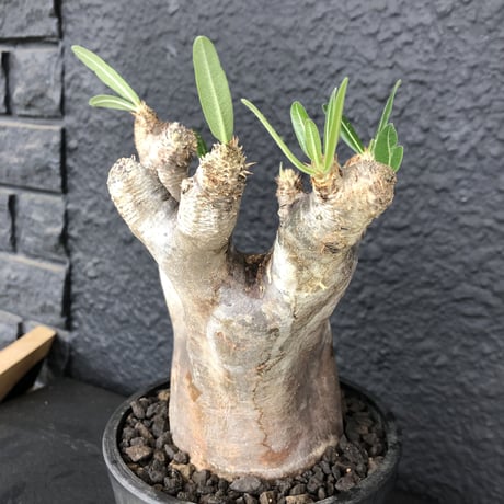 packypodium    inopinatum《L  size》