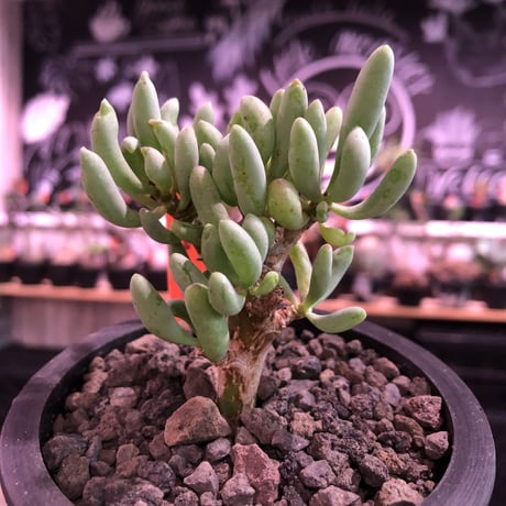 othonna clavifolia《S size》※ぷっくり多肉質の葉を展開する冬型の人気者‼︎オススメ株※mad black pot植え