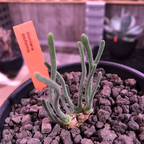 monilaria   pisiformis《SS  size》※現地球発根済株※モニラリア属　（最上位激希少種）※冬型caudex‼︎   ※mad black bowl pot植え