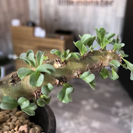 sarcocaulon   patersoni（M size）