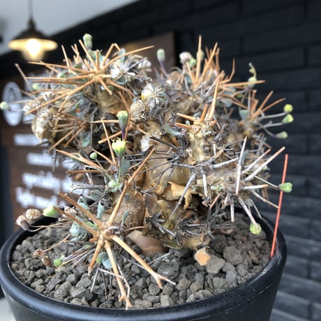 othonna  euphorbioides《L L size》※現地球発根後店主国内管理6年株※極太幹のどっしり構え&良枝振りvolume満点樹形※mad black pot植え
