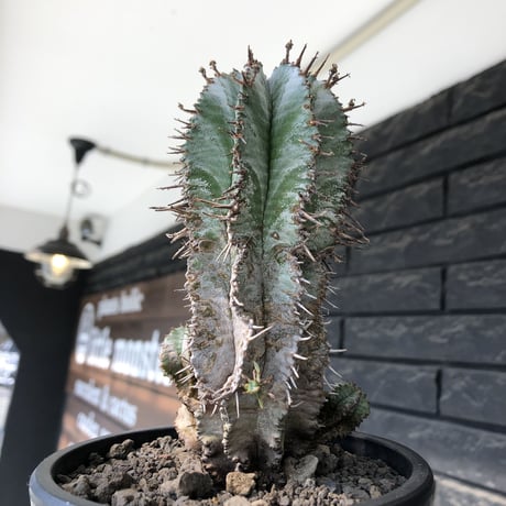 euphorbia horrida《大きめM size》子吹き群生株※現地球発根後店主国内管理6年株※ワイルドな木質化と荒々しく刺々しい男前な出立ち※mad black pot植え