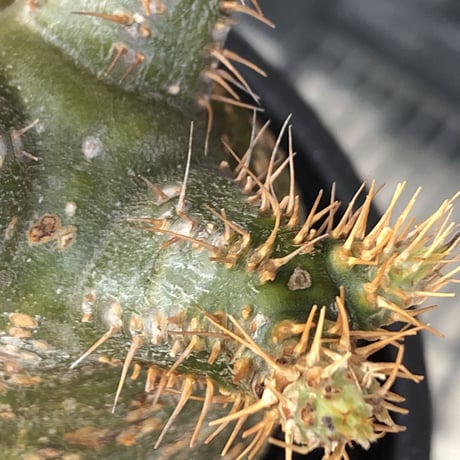 pachypodium  gracilius《M size》希少‼︎green肌ぼってり樹形※現地球発根後店主国内管理2年株※weight低く低重心極短枝な選抜株※mad black pot植え