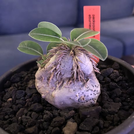 packypodium    roslatum var. eburneum（S size）現地球   発根済み株　※mad black bowl pot植え