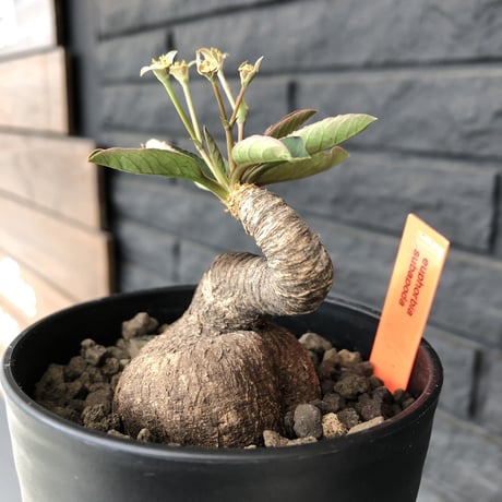 euphorbia   subapoda《S  size》特化した唸り& best balance株