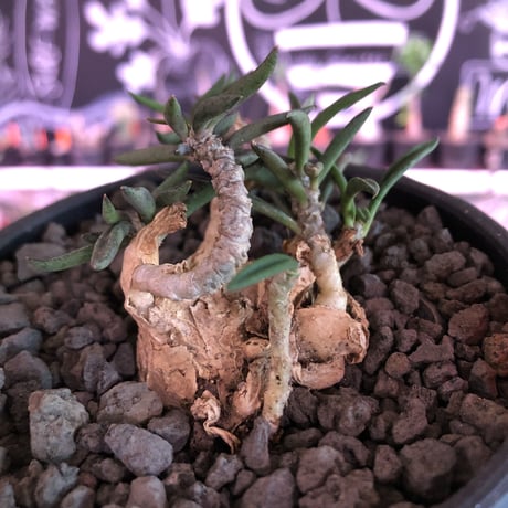 euphorbia cylindrifolia《M size》※塊根はぼってりと丸く、off-white肌に多肉質の葉を展開する上品な一株‼︎※mad black bowl pot植え※限定２株