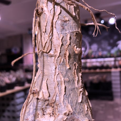 euphorbia    mahabobokensis《L size》驚愕激希少種※マダガスカルのマハボボカ村のみに自生する希少大株※激オススメ株※限定１株