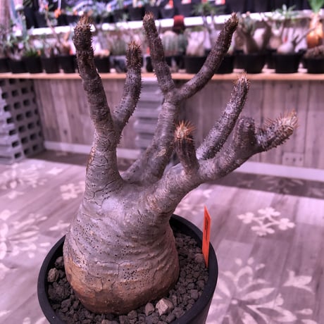 packypodium  gracilius《M  size》※現地球発根済株‼︎※大変美しい白肌質とバランスの取れた枝振りの選抜株‼︎良きサイズ感‼︎※mad black pot植え