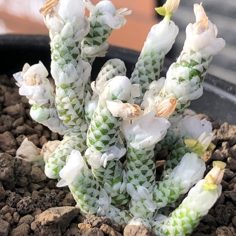 avonia recurvata ssp.buderiana《M size》希少種‼︎※現地球株発根済※肉厚で鱗の様な綺麗模様に白花を咲かせるかわいく太め塊根な一株※black pot植え