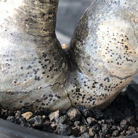 pachypodium gracilius《大きめS size》w-he'd株※現地球発根後店主国内管理3年株※weight低く丸みも強き良樹形株※mad black pot植え
