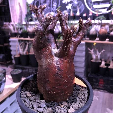 packypodium  gracilius《M  size》※現地球発根済※赤すぎる赤肌&現地焼け堪らぬリトモン渾身の一株‼︎※mad black pot植え