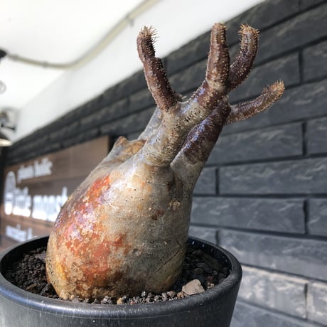 pachypodium gracilius《小さめ L size》※一部極赤肌&低重心株※現地球発根後店主国内管理4年株※班模様みたく赤肌とぼってり樹形が堪らない※mad black pot植え
