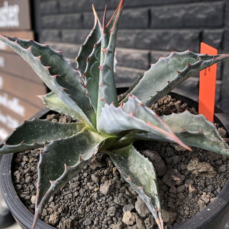 agave montana《M size》※現地球発根後店主国内管理2年株※葉色が濃く渋カッコいい一株‼︎※mad black pot植え