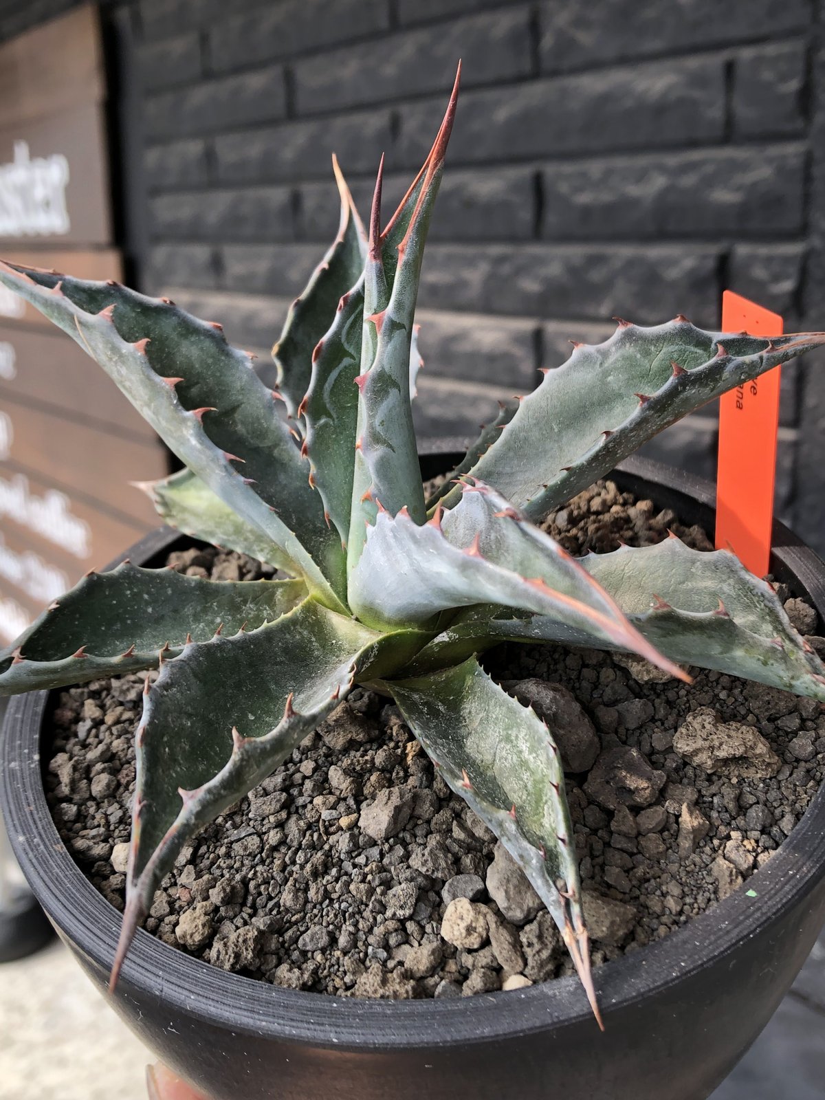 agave montana《M size》※現地球発根後店主国内管理2年株※葉色が濃く渋