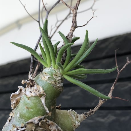 tylecodon  reticulatus《M size》※現地球発根済株※店主国内管理4年株※棘も多く残っており幹太めな味深き一株‼︎美しさ &impact絶大※mad black pot植え