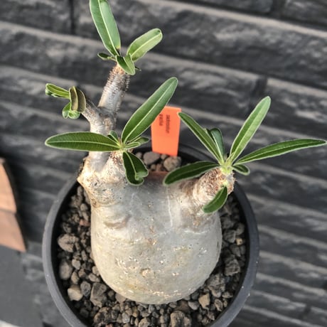 packypodium  gracilius《M size》※現地球発根済株※店主国内管理4年株※短枝weight低く希少ニ頭枝のぼってり堪らないかわいさ‼︎※mad black pot植え