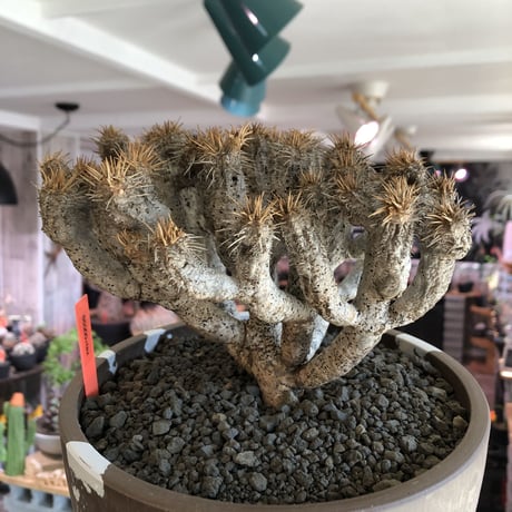 euphorbia guillauminiana《L size》極白肌株※現地球発根後店主国内管理6年株※堪らなく白蛇かの如く美しいギラウミ※mad brown marble bowl pot植え