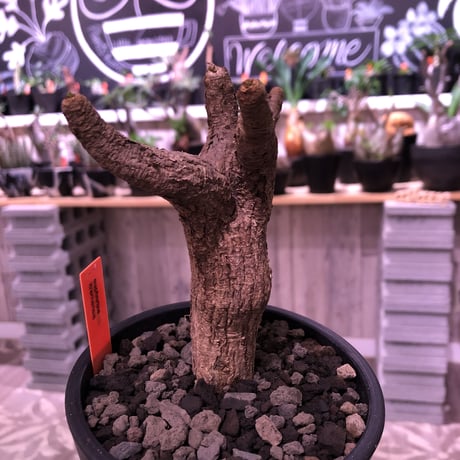 euphorbia  itremensis 《M size》個体差の激しい樹形とmad質な葉&表皮colorが魅力な人気者※mad black pot植え