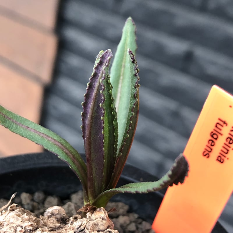kleinia fulgens《LL size 》希少種※現地球株発根済※大きな岩か