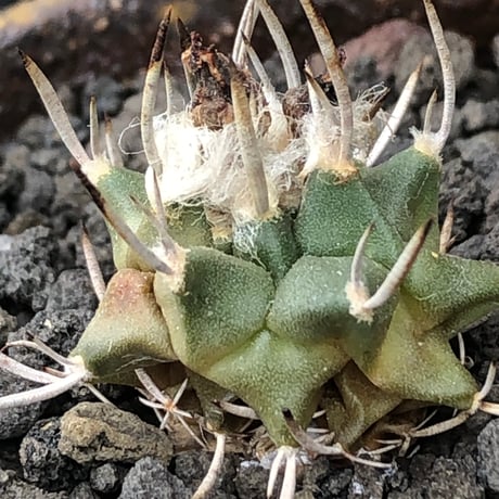 turbinicarpus 白棘昇竜丸《S size》※現地球株カキ仔（斑入り）※激希少‼︎流通なき白棘昇竜丸の斑入り株のため鬼熱となりイキリ立った刀のような白棘と開花時も堪らない一株※信楽焼植え
