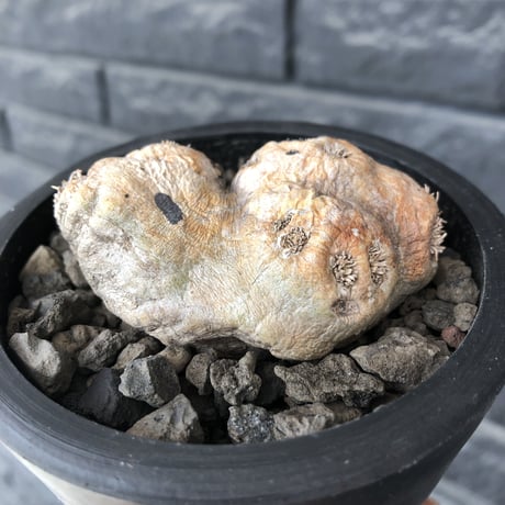 pachypodium  brevicaule恵比寿笑い《大きめS size》※現地球発根後店主国内管理2年株※赤肌激かわサイズでもwildで堪らない‼︎※mad black pot植え
