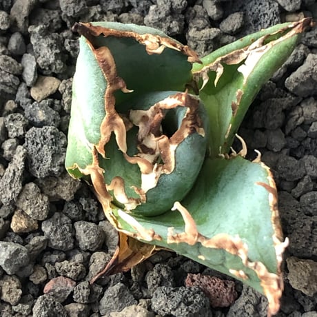 agave titanota  白鯨陽炎type《S size》※現地球株発根済 ④※唸り良き鋸歯に幅広肉厚タイプ※black pot植え