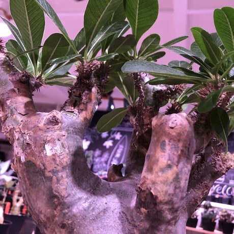 packypodium   enigmaticum《L size》※発根済み株‼︎ ※mad  black  pot植え ※エニグマらしい 肌‼︎質感‼︎  silver &gold肌