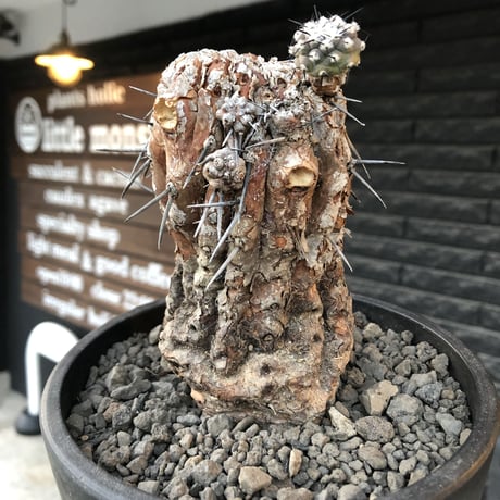 copiapoa cinerea 黒王丸《M size》※現地球発根後店主国内管理21年株※極上‼︎全身から生命力感じる木質ミイラ化した極上株※mad black bowl pot植え