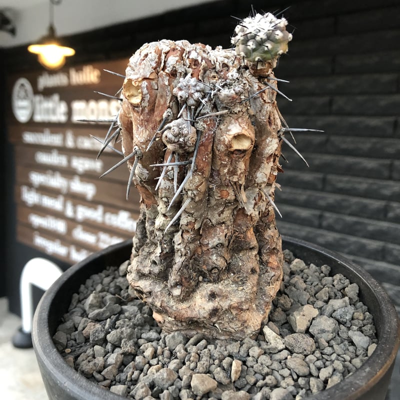 K*9様 子沢山　発根済　コピアポア　黒王丸　49 K*9様 子沢山 発根済 コピアポア 黒王丸 49 - メルカリ