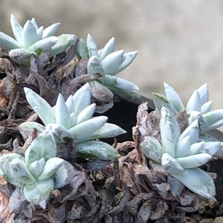 dudleya greenei《L size》希少種‼︎※現地球株発根済※流通少なき古株のため味深くそれでいてコントラストがとびきり美しい一株※black bowl pot植え