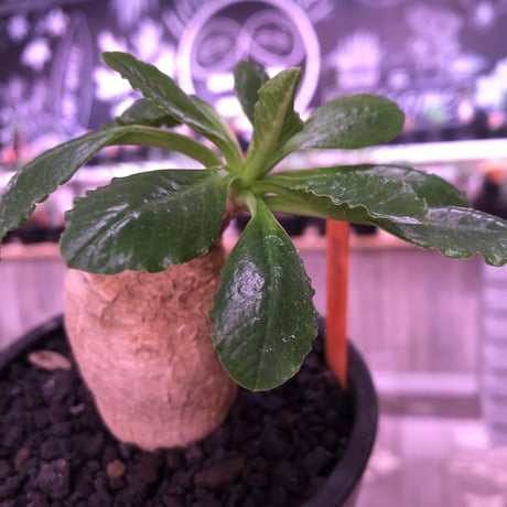 euphorbia    primulifolia  《M size》《花色 ＝white》※ぼてっとプリっとしたこのフォルムが堪らない人気者‼︎※mad black pot植え