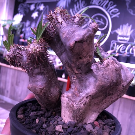 packypodium brevicalyx《M size》正真正銘W-head🌵🌵※発根済み株  littmon激オススメ株‼︎   ※mad  black  pot植え