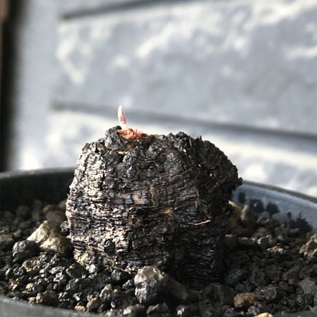cyphostemma adenocaule《 大きめM size》※現地球発根後店主国内管理3年株※希少種‼︎小振りでも黒味が強く味深き表皮ごwildな一株※mad black pot植え