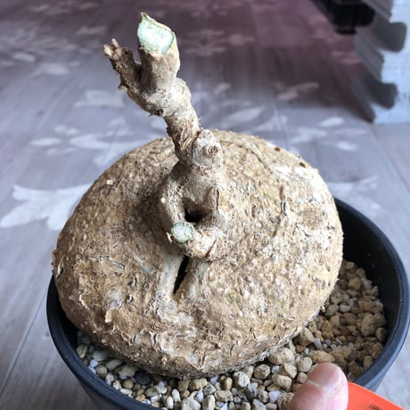 adenia  perrieri《L L size》驚愕ペリエリ