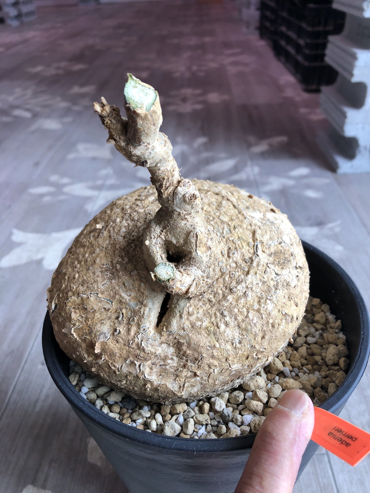 adenia perrieri《L L size》驚愕ペリエリ | plants holic